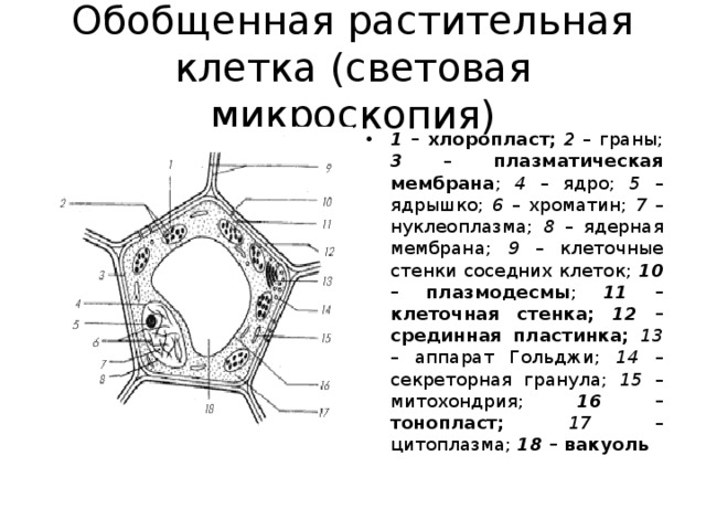 Обобщенная растительная клетка (световая микроскопия) 1 – хлоропласт;  2 – граны; 3  – плазматическая мембрана ; 4 – ядро; 5 – ядрышко; 6 – хроматин; 7 – нуклеоплазма; 8 – ядерная мембрана; 9 – клеточные стенки соседних клеток; 10 – плазмодесмы ; 11 – клеточная стенка;  12 – срединная пластинка; 13 – аппарат Гольджи; 14 – секреторная гранула; 15 – митохондрия; 16 – тонопласт; 17 – цитоплазма; 18 – вакуоль 
