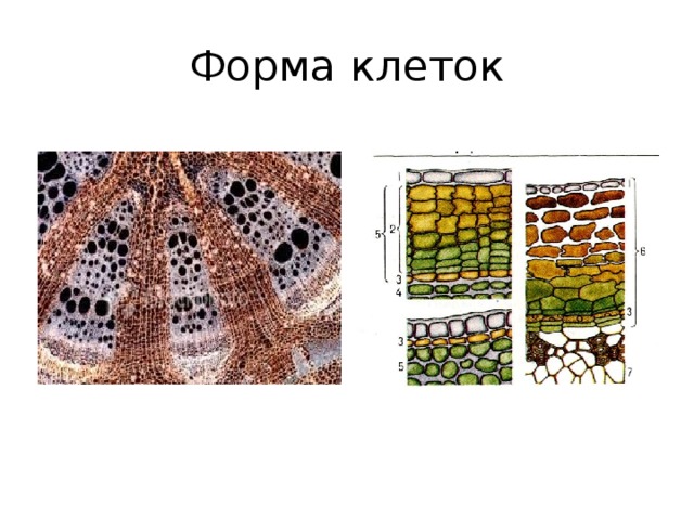 Форма клеток 