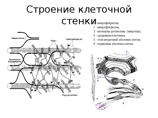 Строение клеточной стенки 1 - макрофибриллы, 2 - микрофибриллы, 3 - молекулы целлюлозы (мицеллы), 4 - срединная пластинка, 5 - слои вторичной оболочки клетки, 6 - первичная оболочка клетки. 
