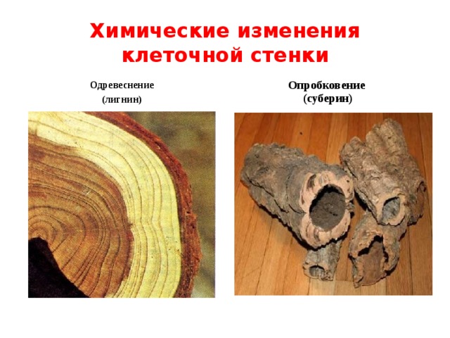 Химические изменения клеточной стенки Одревеснение (лигнин) Опробковение (суберин) 