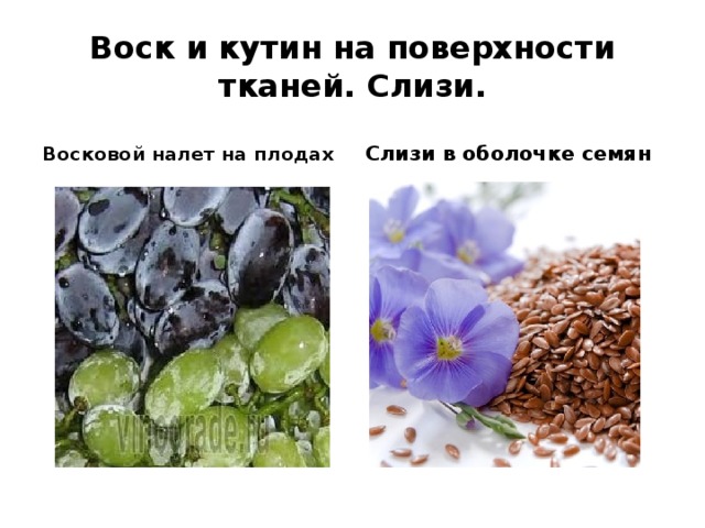 Воск и кутин на поверхности тканей. Слизи. Восковой налет на плодах Слизи в оболочке семян 