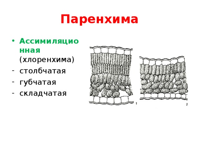Паренхима Ассимиляционная  ( хлоренхима )  столбчатая губчатая складчатая 