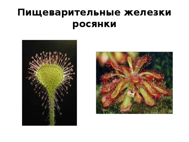 Пищеварительные железки росянки 