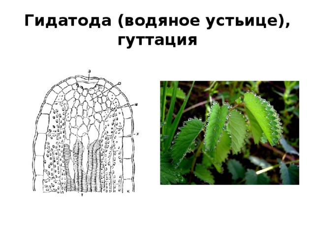 Гидатода (водяное устьице), гуттация 