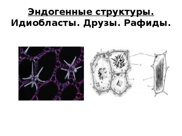 Эндогенные структуры.  Идиобласты. Друзы. Рафиды. 