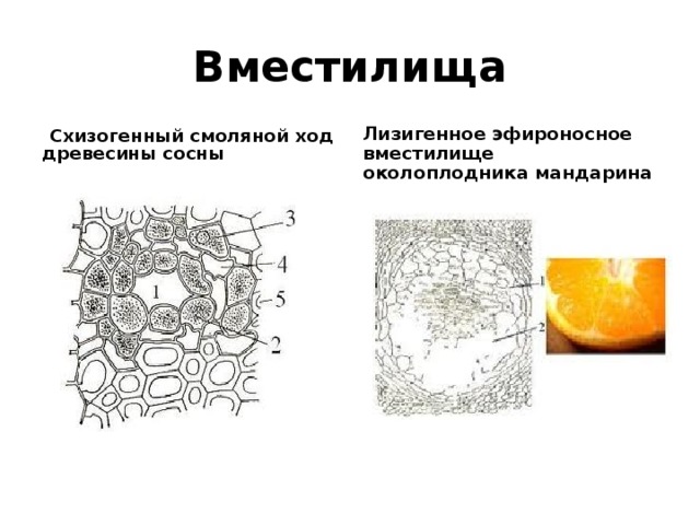 Вместилища  Схизогенный смоляной ход древесины сосны Лизигенное эфироносное вместилище околоплодника мандарина 