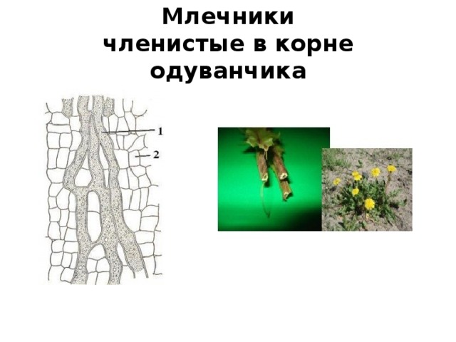 Млечники  членистые в корне одуванчика 