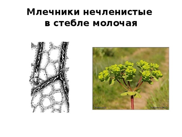 Млечники нечленистые  в стебле молочая 