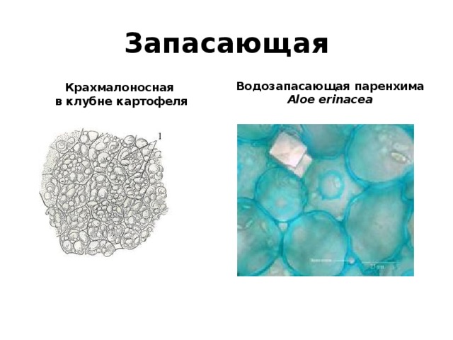 Запасающая Водозапасающая паренхима Aloe erinacea Крахмалоносная в клубне картофеля 