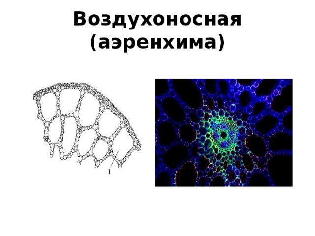 Воздухоносная (аэренхима) 