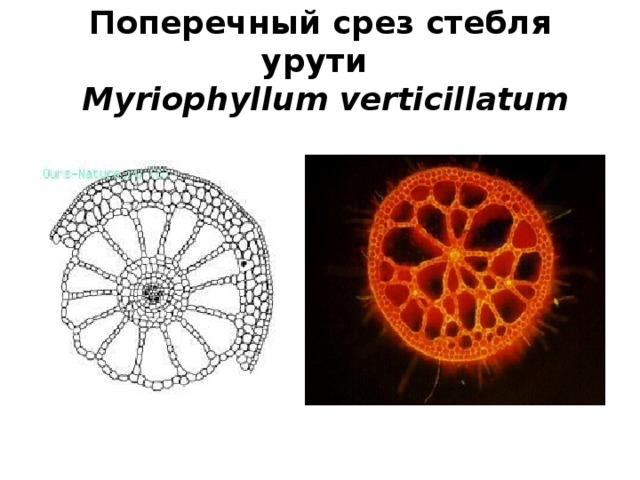 Поперечный срез стебля урути  Myriophyllum verticillatum 