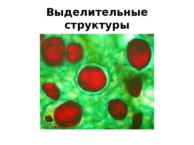 Выделительные структуры 