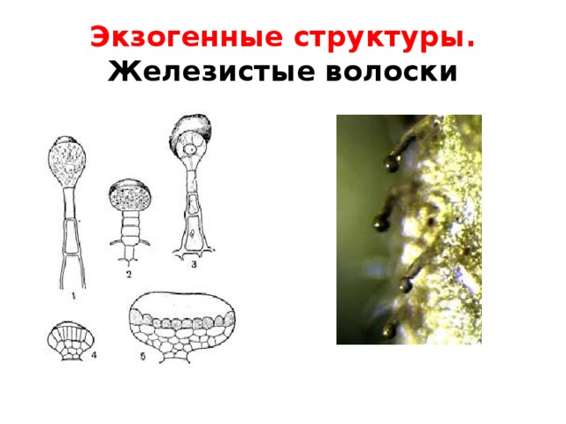 Экзогенные структуры.  Железистые волоски 