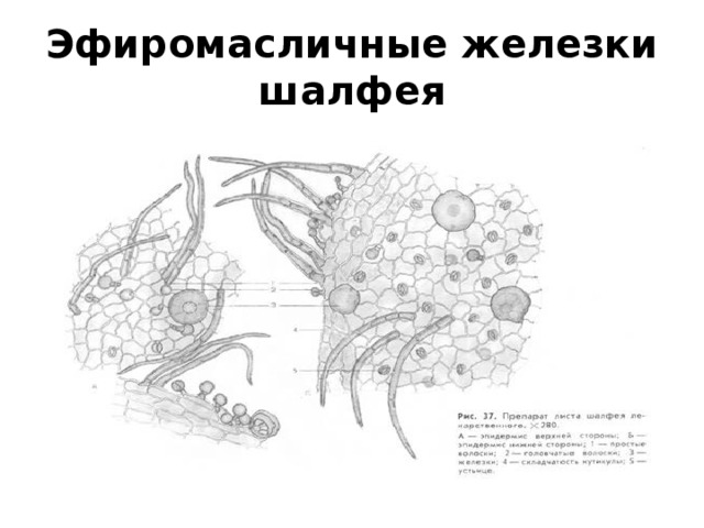 Эфиромасличные железки шалфея 