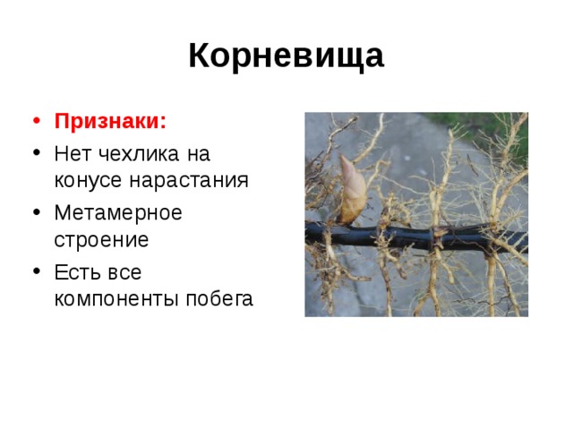 Корневища Признаки: Нет чехлика на конусе нарастания Метамерное строение Есть все компоненты побега 