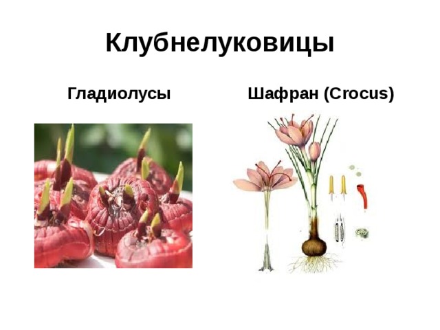 Клубнелуковицы Гладиолусы Шафран ( Crocus) 