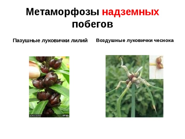 Метаморфозы надземных побегов Пазушные луковички лилий Воздушные луковички чеснока 