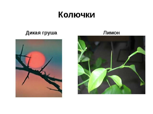 Колючки Дикая груша Лимон 