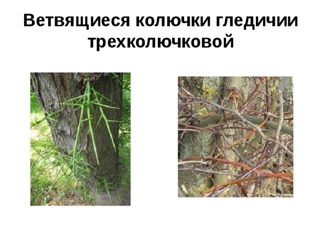 Ветвящиеся колючки гледичии трехколючковой 