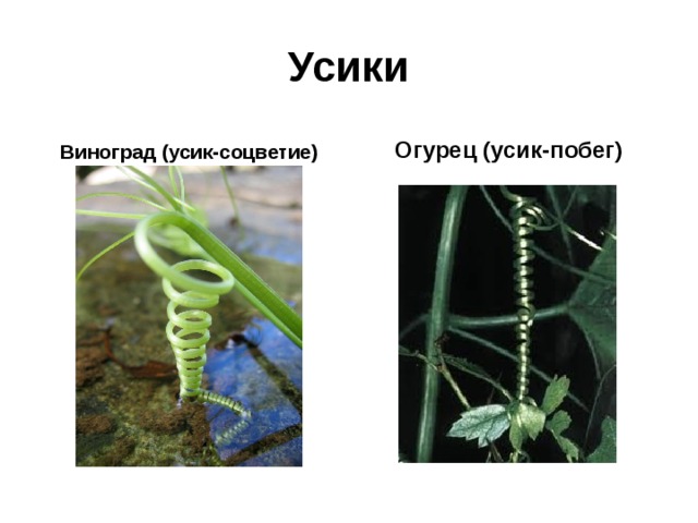Усики Виноград (усик-соцветие) Огурец (усик-побег) 
