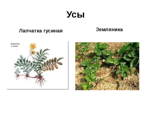 Усы Земляника Лапчатка гусиная 