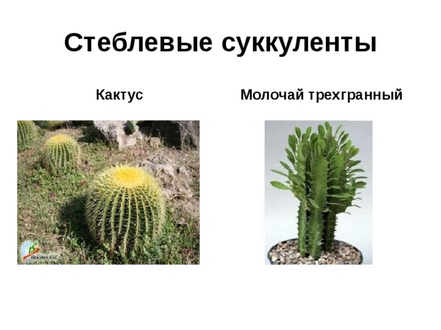Стеблевые суккуленты Кактус Молочай трехгранный 
