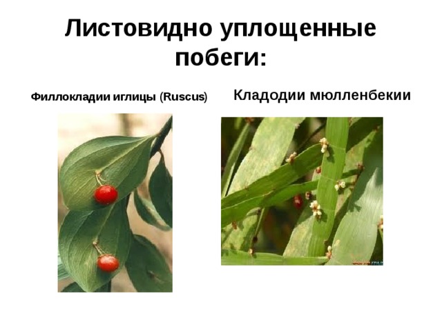 Листовидно уплощенные побеги: Филлокладии иглицы (Ruscus) Кладодии мюлленбекии 