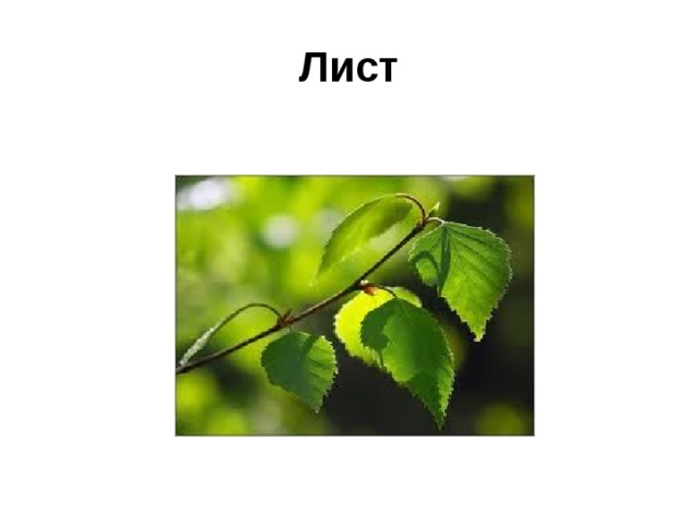 Лист 
