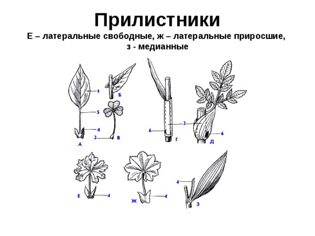 Прилистники  Е – латеральные свободные, ж – латеральные приросшие,  з - медианные 