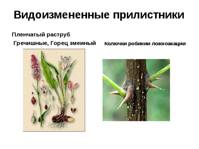 Видоизмененные прилистники Пленчатый раструб  Гречишные, Горец змеиный Колючки робинии ложноакации 