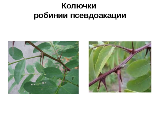 Колючки  робинии псевдоакации   