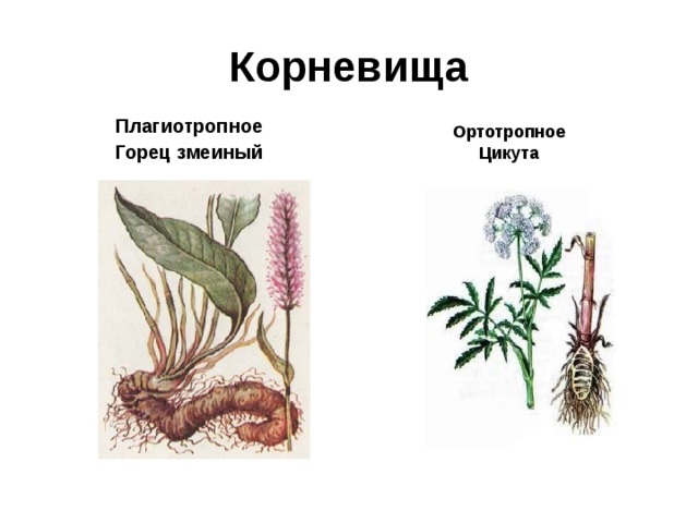 Корневища Плагиотропное Горец змеиный Ортотропное Цикута 