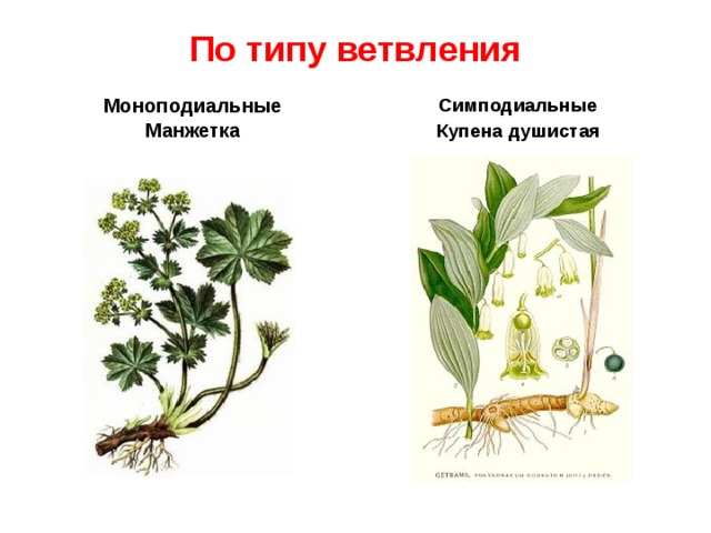 По типу ветвления Моноподиальные Манжетка Симподиальные Купена душистая 