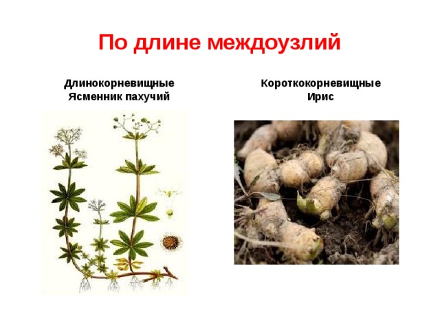 По длине междоузлий Длинокорневищные Ясменник пахучий Короткокорневищные Ирис 