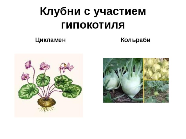 Клубни с участием гипокотиля Цикламен Кольраби 