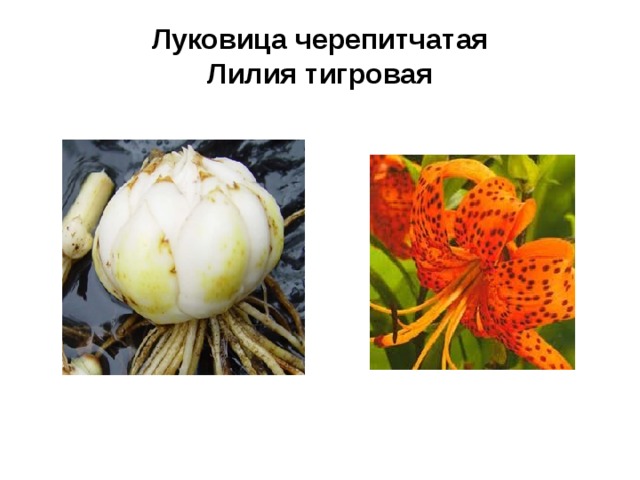  Луковица  черепитчатая  Лилия тигровая   