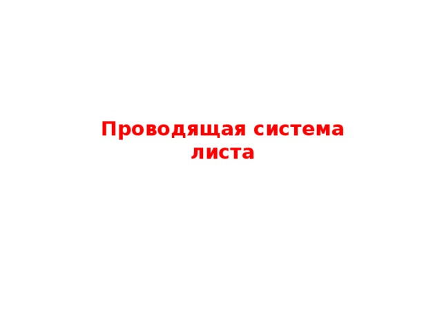 Проводящая система листа 