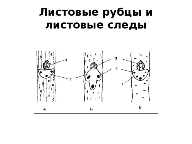 Листовые рубцы и листовые следы 