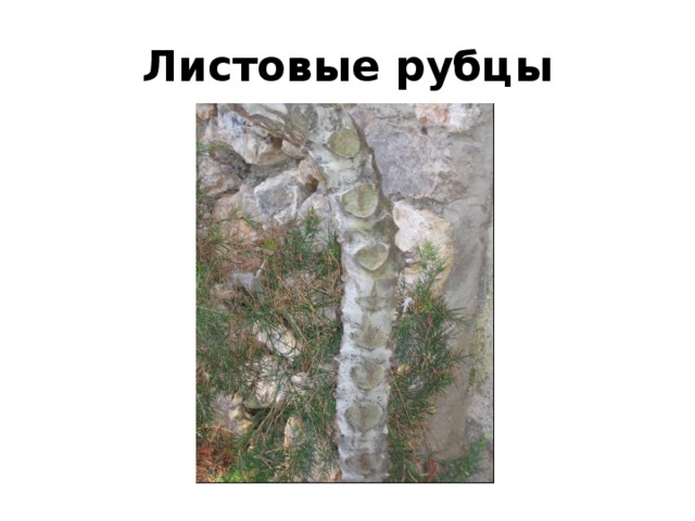 Листовые рубцы 
