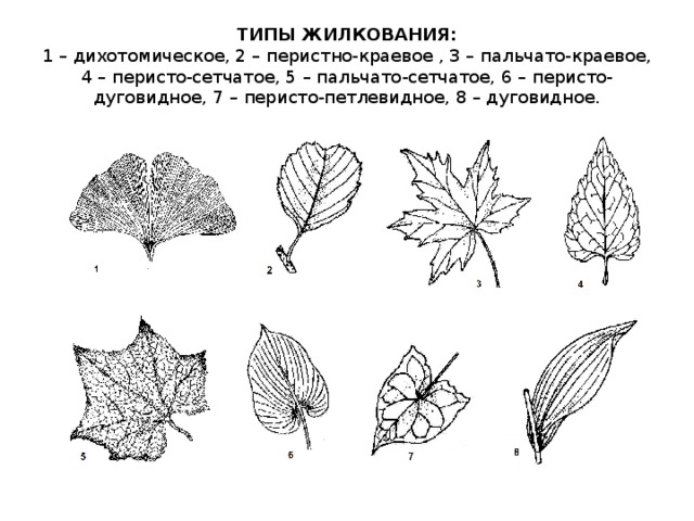 ТИПЫ ЖИЛКОВАНИЯ:  1 – дихотомическое, 2 – перистно-краевое , 3 – пальчато-краевое, 4 – перисто-сетчатое, 5 – пальчато-сетчатое, 6 – перисто-дуговидное, 7 – перисто-петлевидное, 8 – дуговидное.   