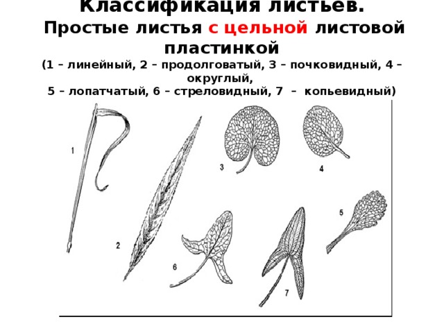Классификация листьев.   Простые листья с цельной листовой пластинкой  (1 – линейный, 2 – продолговатый, 3 – почковидный, 4 – округлый,  5 – лопатчатый, 6 – стреловидный, 7 – копьевидный)   