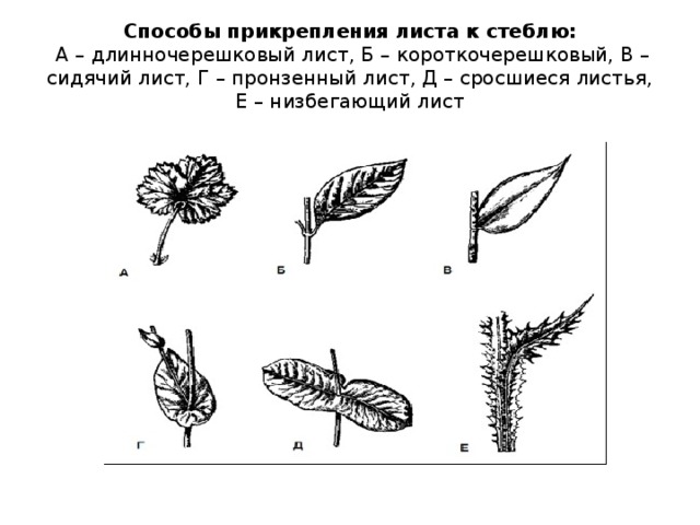 Способы прикрепления листа к стеблю:  А – длинночерешковый лист, Б – короткочерешковый, В – сидячий лист, Г – пронзенный лист, Д – сросшиеся листья, Е – низбегающий лист 