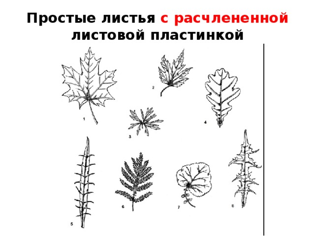 Простые листья с расчлененной листовой пластинкой 