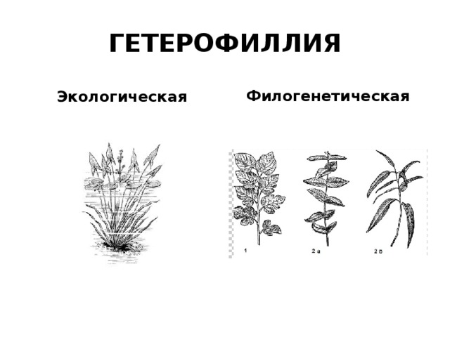 ГЕТЕРОФИЛЛИЯ Экологическая Филогенетическая 
