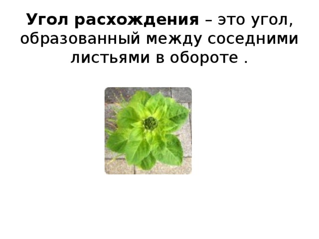 Угол расхождения – это угол, образованный между соседними листьями в обороте .   