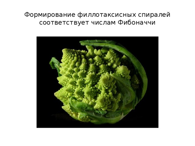 Формирование филлотаксисных спиралей соответствует числам Фибоначчи 