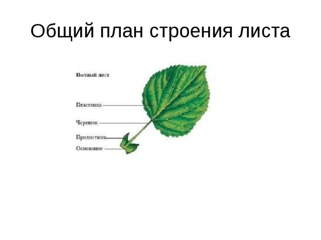 Общий план строения листа 