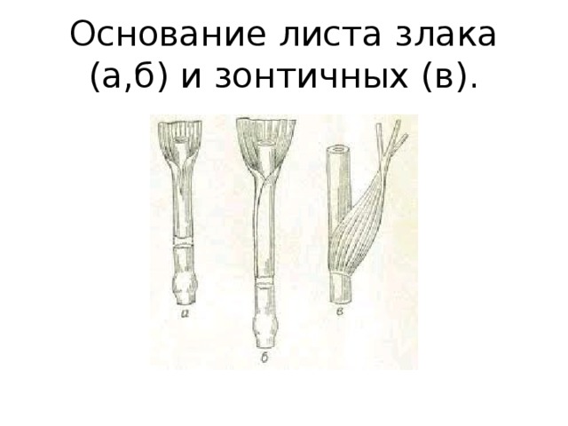 Основание листа злака (а,б) и зонтичных (в). 