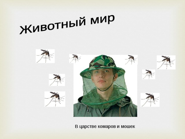 В царстве комаров и мошек 