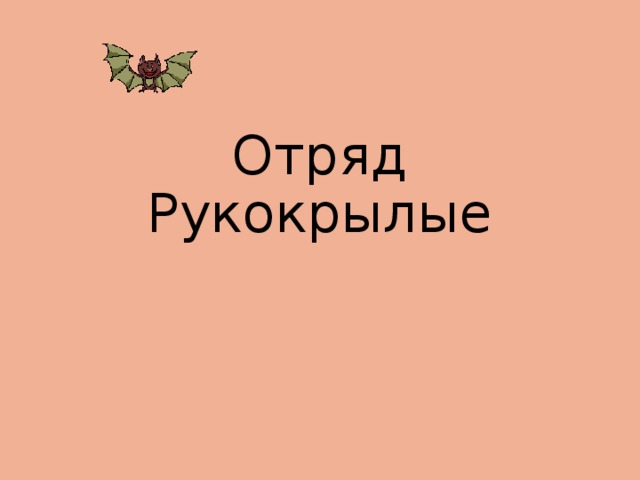 Отряд Рукокрылые 
